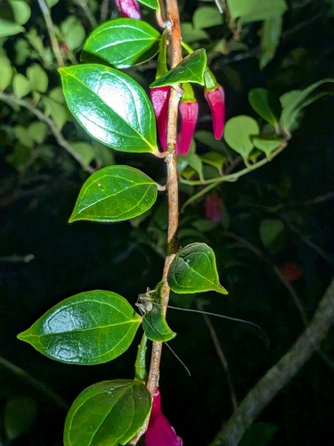 Paphia meiniana, photograph 4