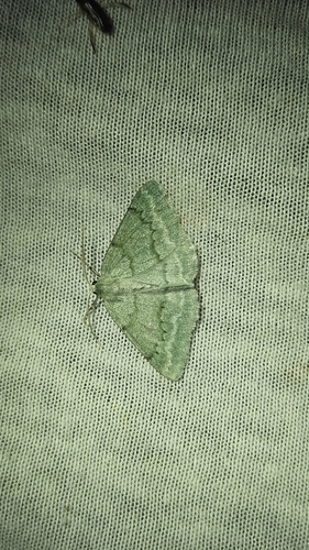 Grass Emerald