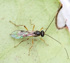 Phaenocarpa impugnata