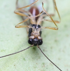 Phaenocarpa impugnata