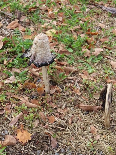 Shaggy Mane