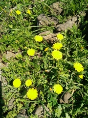 Crepis sancta