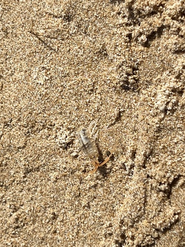 European Sand Hopper