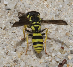 Pterocheilus