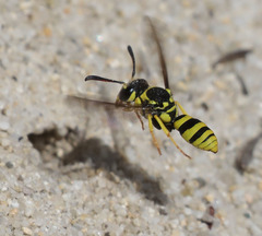 Pterocheilus