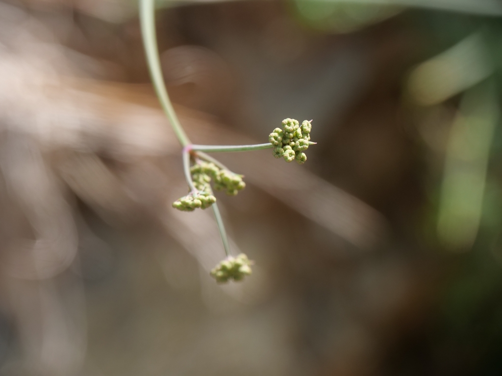 Dichoropetalum kyriakae