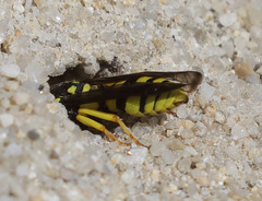 Pterocheilus