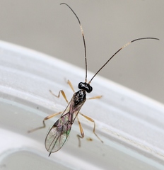 Phaenocarpa impugnata