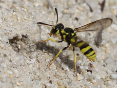 Pterocheilus