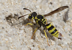 Pterocheilus