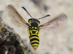 Pterocheilus