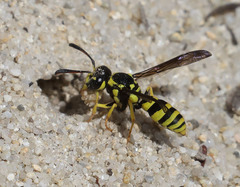 Pterocheilus