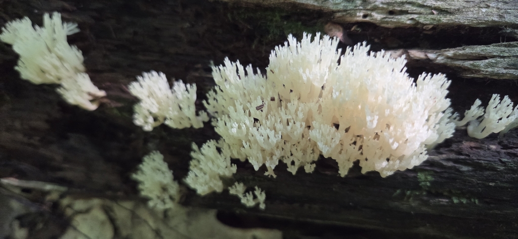 crown-tipped coral fungus · June 2026 · photo: Photo: (c) WF_MI, some rights reserved (CC BY) · iNaturalist