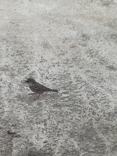 Spanish Sparrow