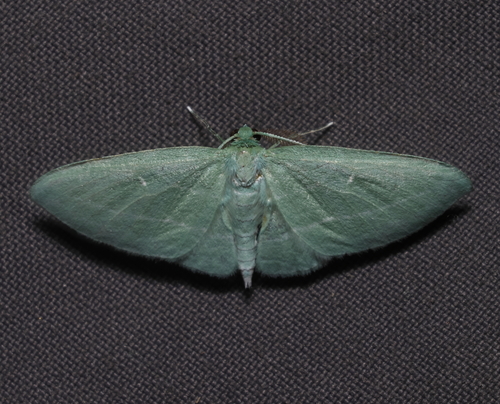 Bad-wing Moth photo 6