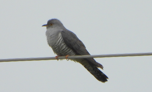 Oriental Cuckoo (Cuculus optatus), photo 6