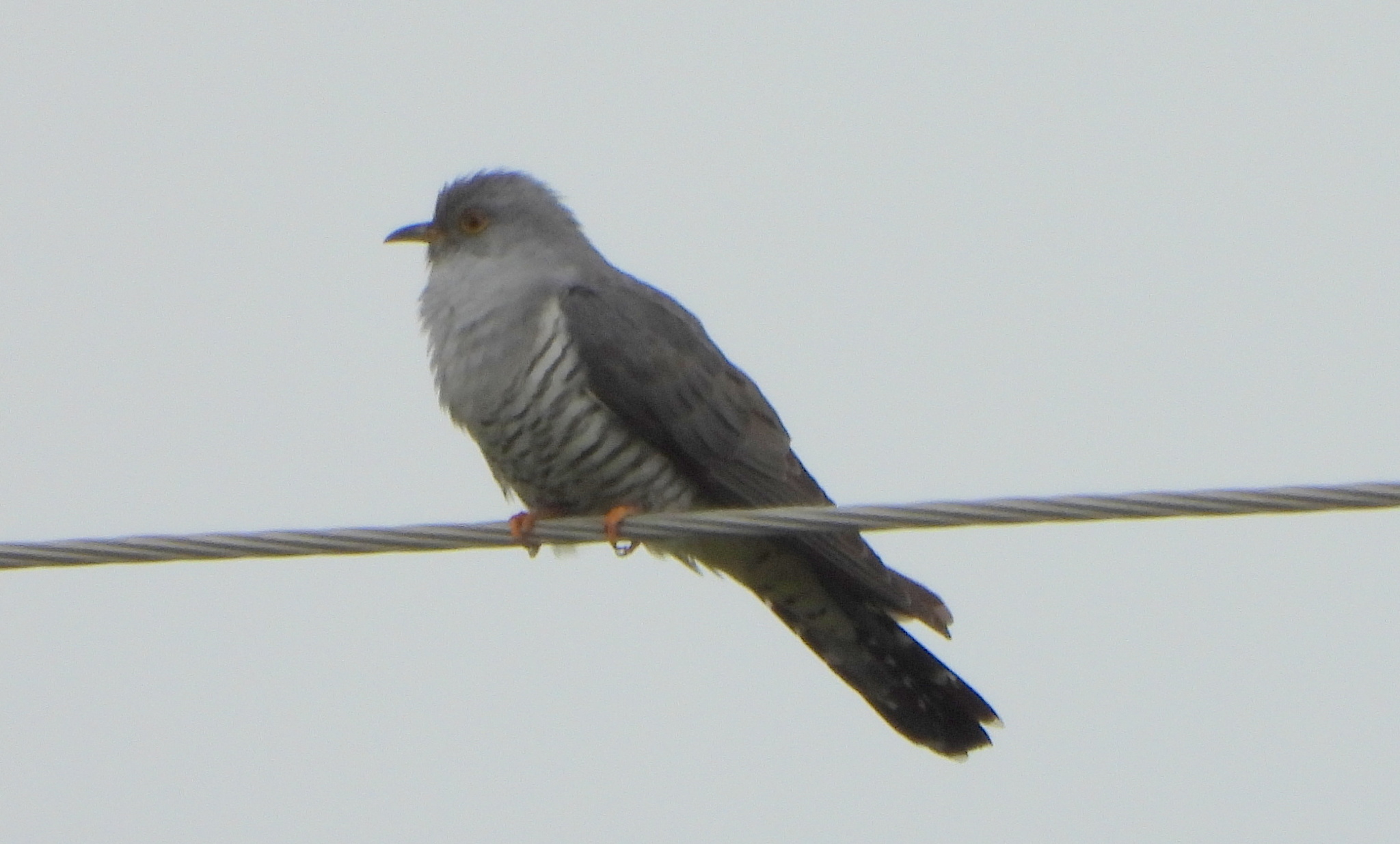 Oriental Cuckoo (Cuculus optatus), photo 8