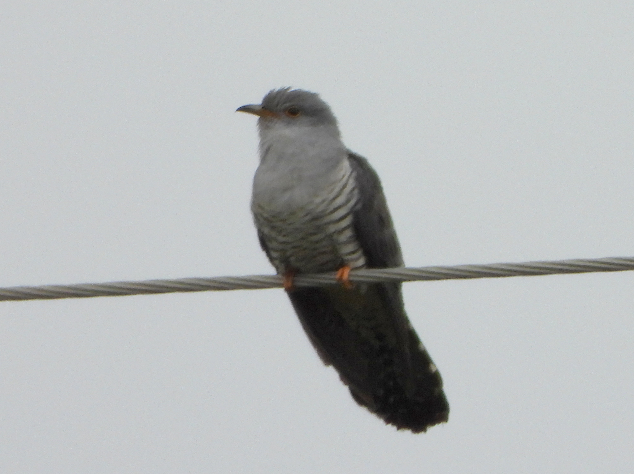 Oriental Cuckoo (Cuculus optatus), photo 9