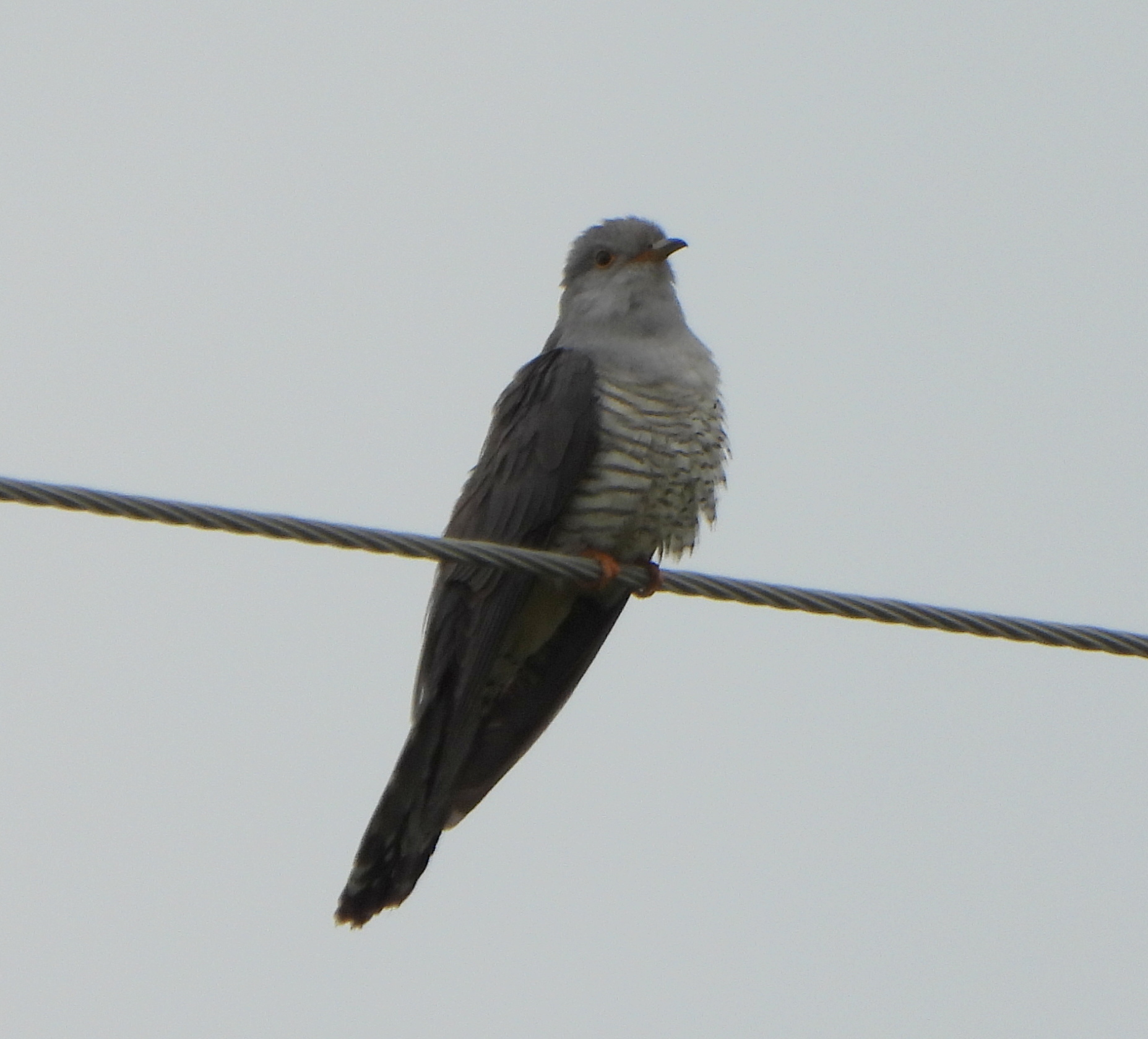 Oriental Cuckoo (Cuculus optatus), photo 10