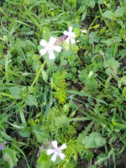 Silene aegyptiaca