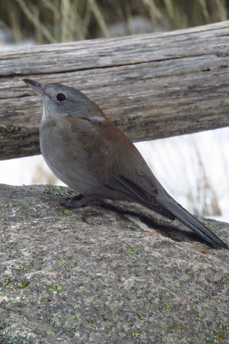 Gray Shrikethrush