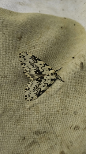 Black Arches