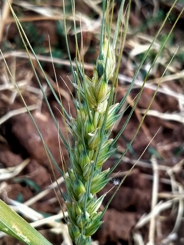 Bread Wheat