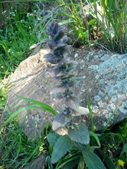 Ajuga orientalis