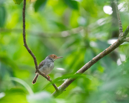 Ashy Tailorbird