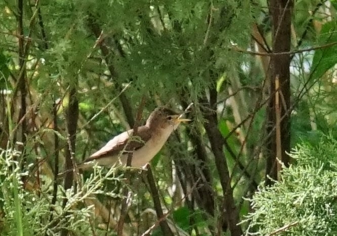 Eastern Olivaceous Warbler (Iduna pallida), photo 3