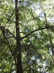 Allocasuarina torulosa