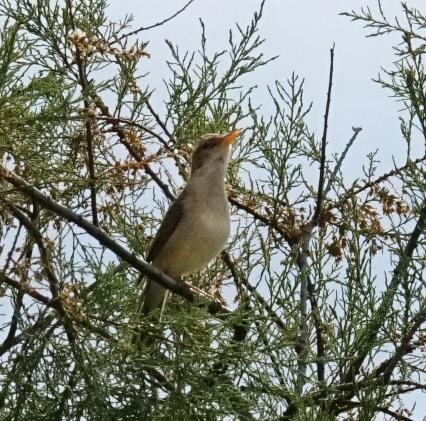 Eastern Olivaceous Warbler (Iduna pallida), photo 4