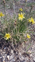 Pseudopodospermum molle