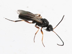 Schizoprymnus