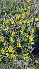 Euphorbia glareosa