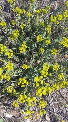 Euphorbia glareosa