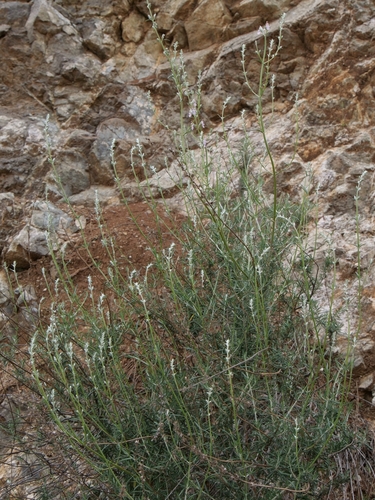Teucrium creticum, photograph 2