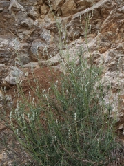 Teucrium creticum, photograph (c) Marios Thoma, some rights reserved (CC BY)