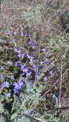 Veronica taurica