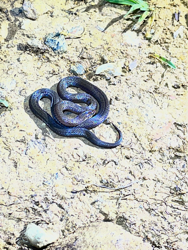 Omoadiphas aurula