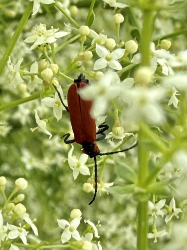 Lygistopterus sanguineus