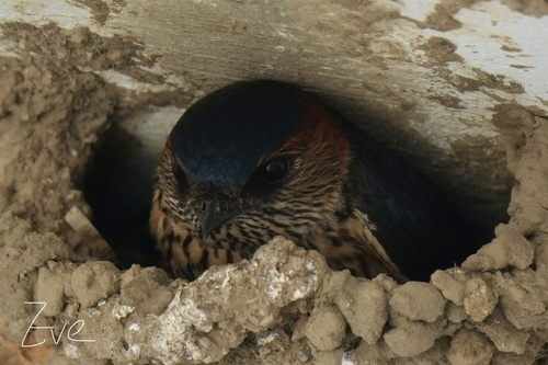 Eastern Red-rumped Swallow
