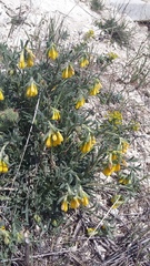 Onosma taurica