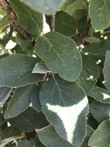 Wayfaring-tree