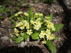 Primula × polyantha