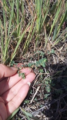 Andrachne telephioides