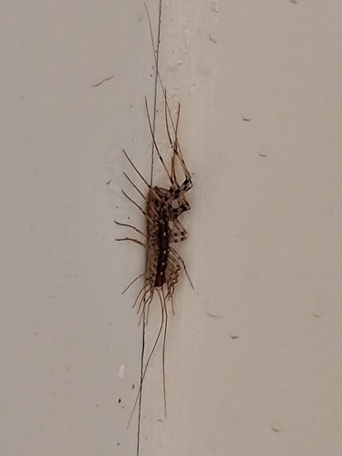 House Centipede