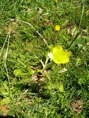 Ranunculus millefolius