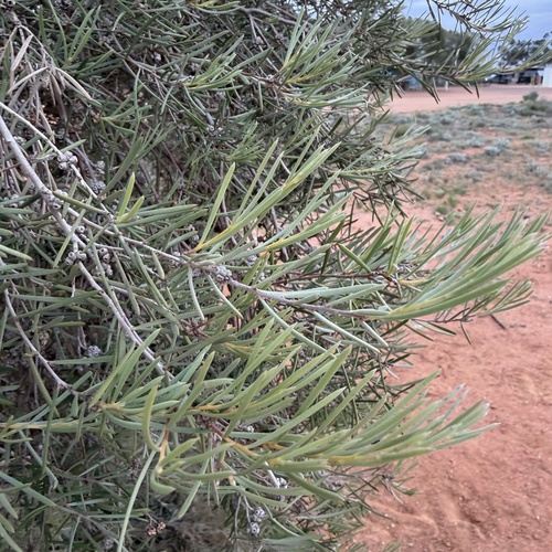 Melaleuca glomerata, 2026-06-14