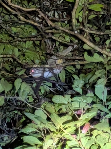 Cinereous Ringtail